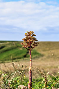 Close-up of flowering plant against sky