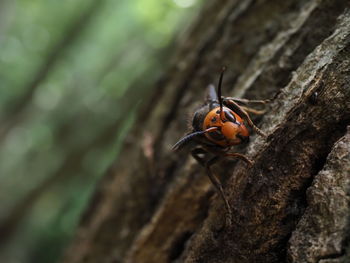 Close-up of insect on tree trunk