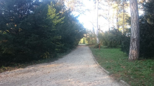 Dirt road passing through forest