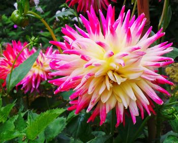 Close-up of pink dahlia blooming outdoors