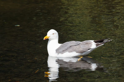 Seagull on a lake