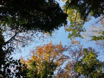 Low angle view of trees