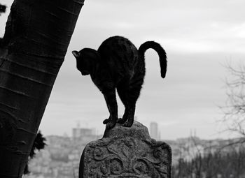 Close-up of monkey statue against sky