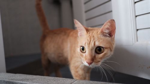 Close-up portrait of a cat