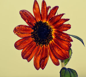 Close-up of orange flower against white background