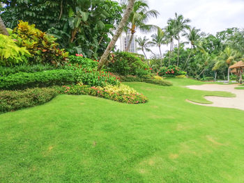 Palm trees on grassy field against sky