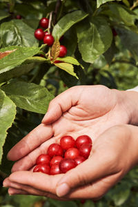 Cropped image of hand holding strawberries