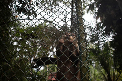 Monkey on fence in zoo