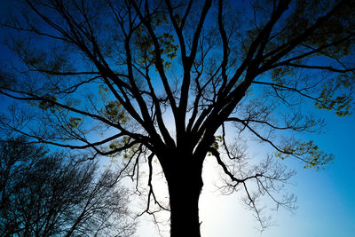 Low angle view of silhouette bare tree against clear blue sky