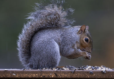 Squirrel eats on the garden fence