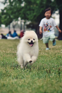 White dog on field