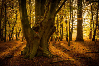 Trees in forest during autumn