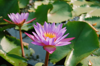 High angle view of lotus water lily growing in lake