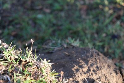 Close-up of grass on field