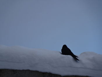 Bird on rock against clear sky