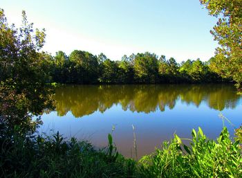 Scenic view of calm lake surrounded by trees against clear sky