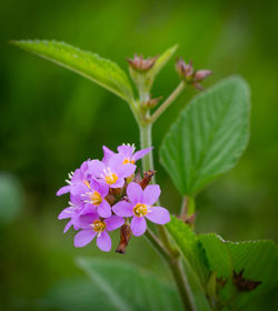 Close-up of pink flowering plant