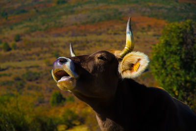 Close-up of cow mooing