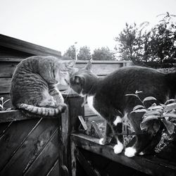 Cat in zoo