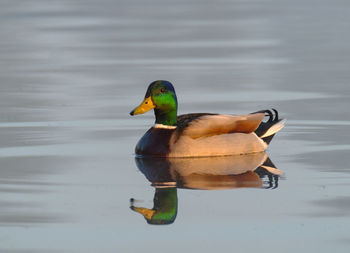 Duck swimming on lake