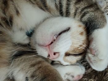 Close-up of cat sleeping