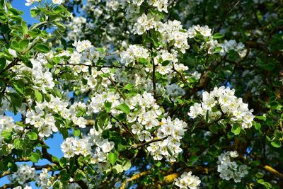 Close-up of white flowering plant