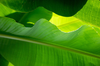 Close-up of raindrops on green leaves