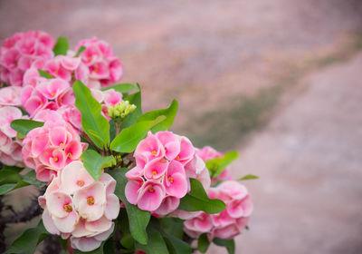 Close-up of pink flowering plant