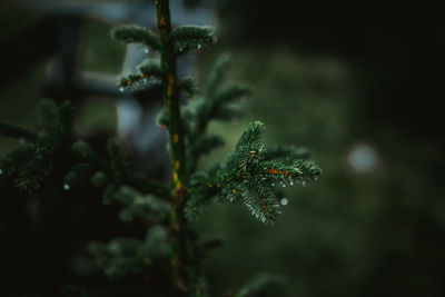 Close-up of pine tree on plant