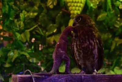 Close-up of bird perching