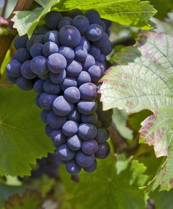 Close-up of grapes growing in vineyard