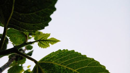 Low angle view of tree against clear sky