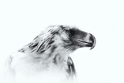 Close-up of philippine eagle against white background