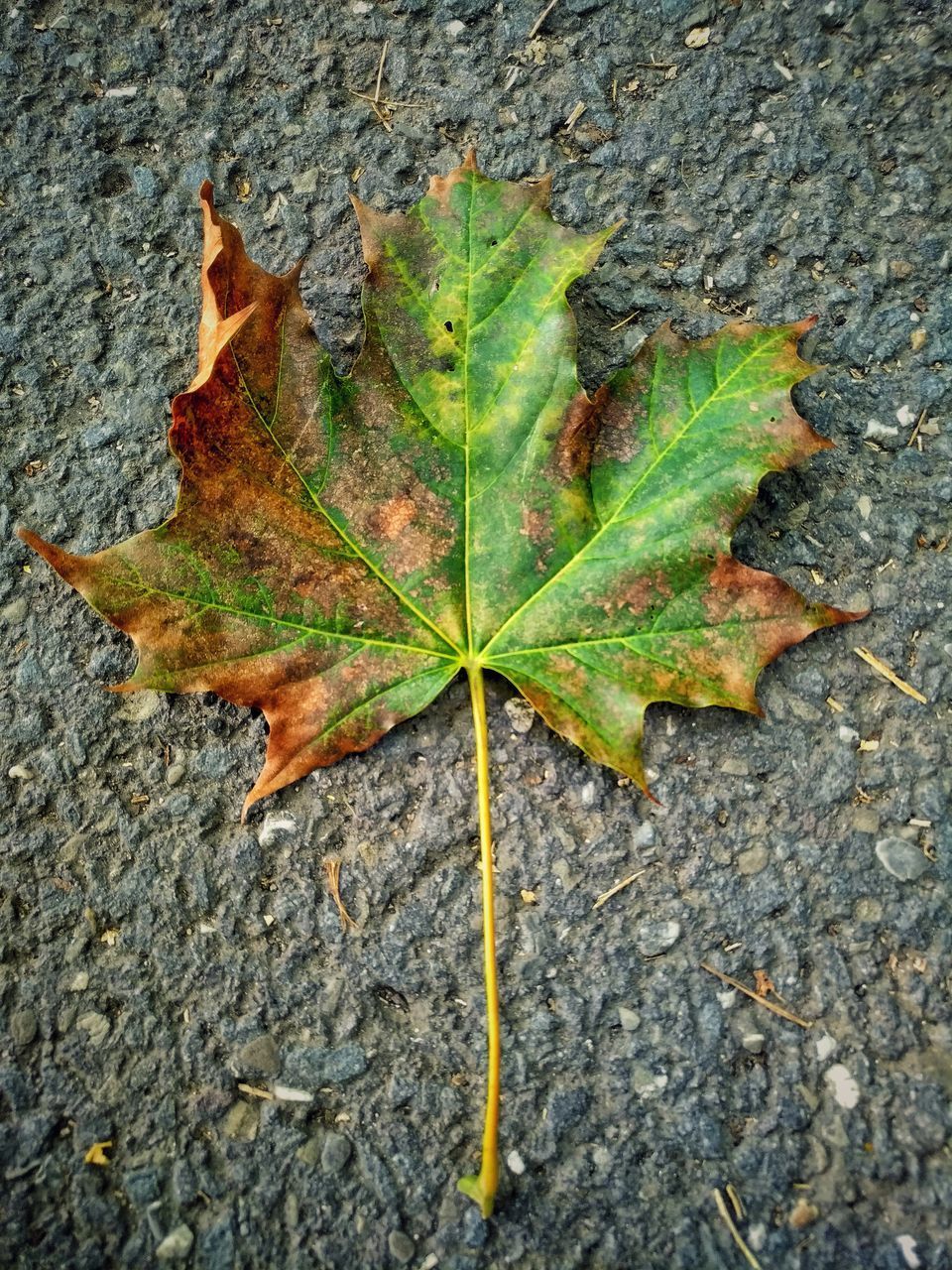 HIGH ANGLE VIEW OF MAPLE LEAF