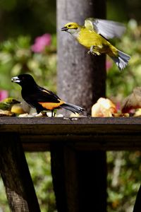 Close-up of bird perching on leaf