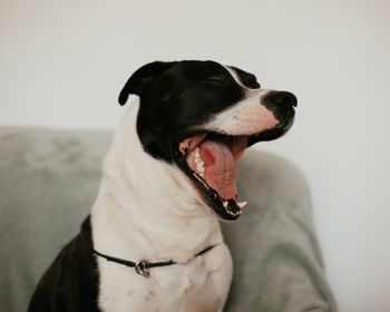 Close-up of a dog looking away