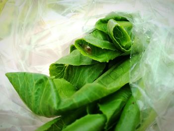 Close-up of green leaves wrapped in plastic