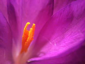 Macro shot of pink flower