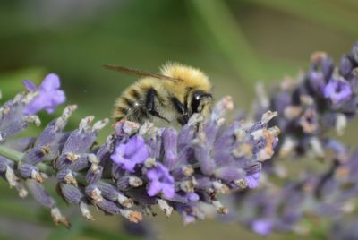 Close-up of bee on purple flower