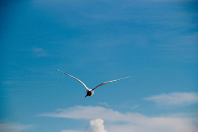 Low angle view of seagull flying in sky