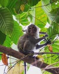 Low angle view of monkey sitting on tree