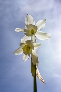 Low angle view of flowering plant against sky