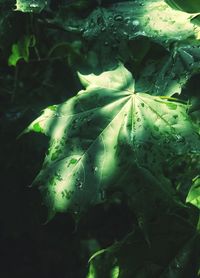 Close-up of green leaf