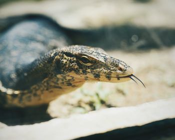 Close-up of lizard