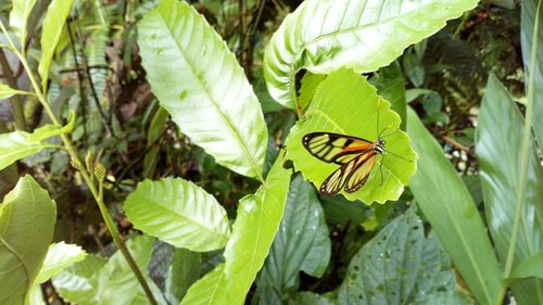 High angle view of butterfly on leaf