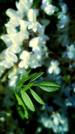 Close-up of plant