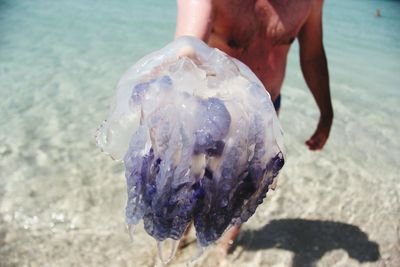 Low section of man holding dead jellyfish at beach