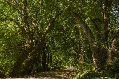 Trees in forest