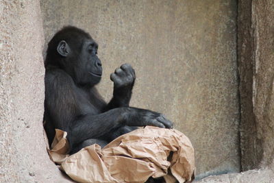 Young gorilla sitting in zoo