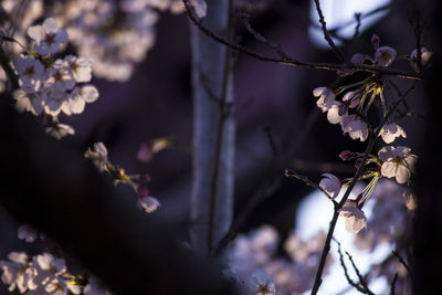 Close-up of cherry blossom